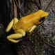 Phyllobates terribilis. Image: H. Krisp